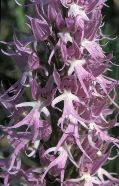 Naked Man Orchid (Orchis italica) Print Art Prints