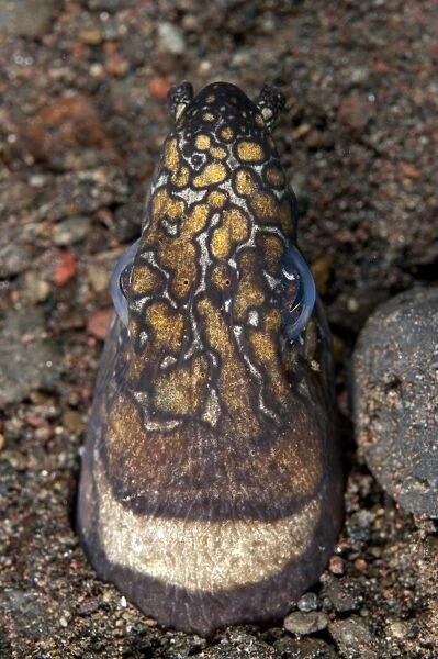 Napoleon Snake-eel (Ophichthus bonaparti) adult, close-up of head, at burrow entrance in sand, Seraya, Bali