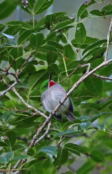 Narrow-billed Tody (Todus angustirostris) adult, perched on twig, Bahoruco Mountains N. P. Dominican Republic, January