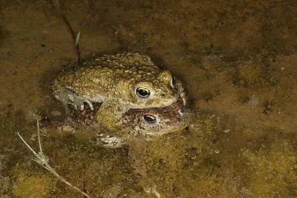 Natterjack Toad (Epidalea calamita) adult pair, in amplexus, mating in shallow water at night, Dorset, England, May