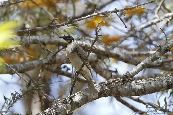 Noisy Friarbird (Philemon corniculatus) adult, perched on Honey Grevillea (Grevillea eriostachya) twig, Queensland