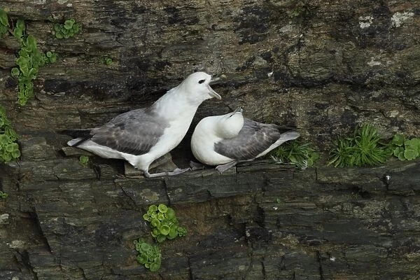 Northern Fulmar (Fulmaris glacialis) adult pair, in courtship display on cliff ledge, Newquay, Cornwall, England, march