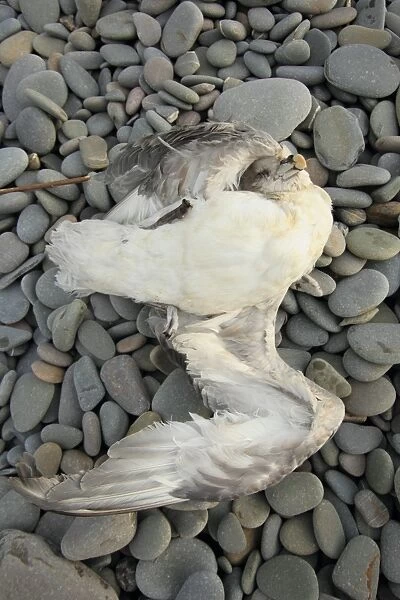 Northern Fulmar (Fulmaris glacialis) dead adult, washed up on pebble beach, Bude, Cornwall, England, january