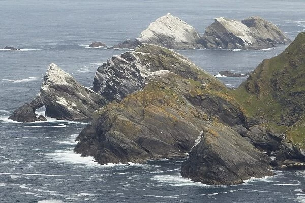 Northern Gannet (Morus bassanus) expanding nesting colony, on clifftops in coastal habitat