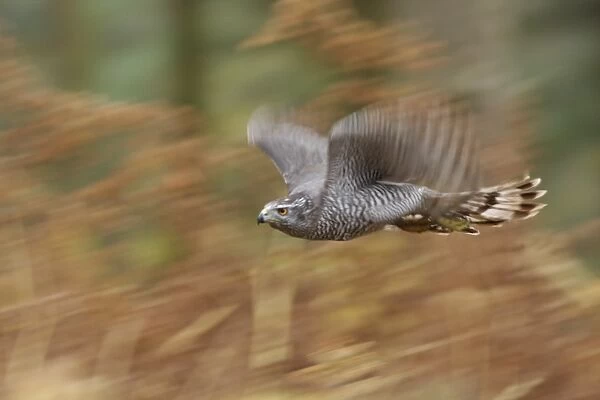 Northern Goshawk (Accipiter gentilis) adult male, in flight, blurred movement, over bracken in pine woodland, North Yorkshire, England, november (captive)