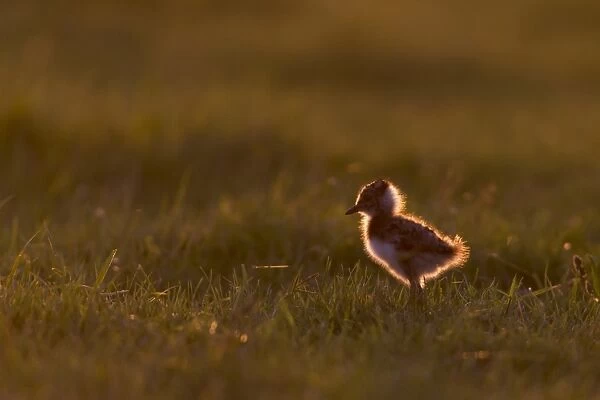 Northern Lapwing (Vanellus vanellus) chick, standing in grass on grazing marsh, backlit at sunset, Suffolk, England