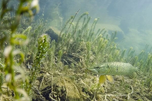 Northern Pike (Esox lucius) adult, swimming over waterweed in flooded former granite quarry, Stoney Cove