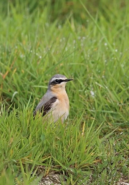 Northern Wheatear (Oenanthe oenanthe) immature male, second calendar year plumage
