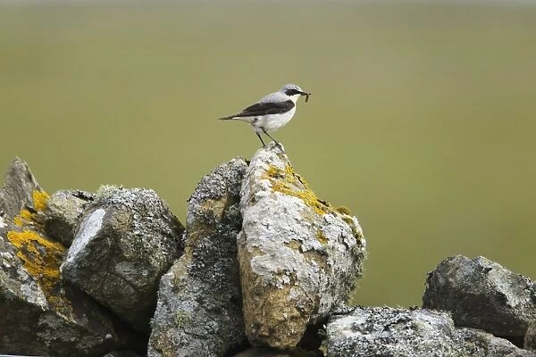 Northern Wheatear (Oenanthe oenanthe) adult male, summer plumage, with food in beak, standing on drystone wall