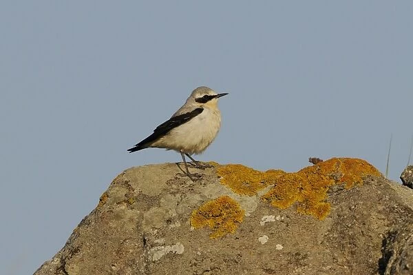 Northern Wheatear (Oenanthe oenanthe) adult male, summer plumage, standing on lichen covered rock, Lemnos, Greece