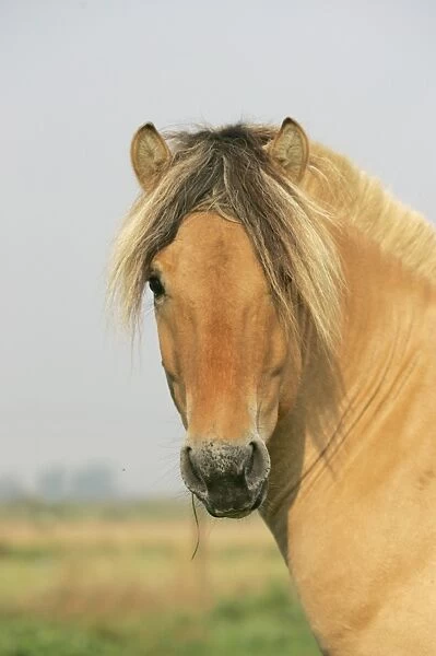 Norwegian Fjord Pony - Adult, close-up of head