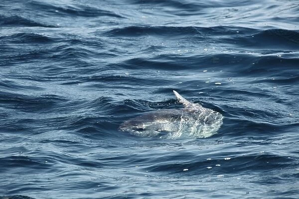 Ocean Sunfish (Mola mola) adult, swimming with dorsal fin at surface of water, Penzance, Cornwall, England, June