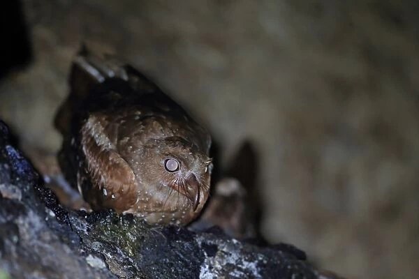 Oilbird (Steatornis caripensis) adult, roosting in cave, Trinidad, Trinidad and Tobago, March
