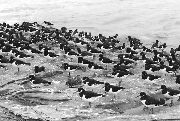 Oiled Red throated Diver with Oystercatchers - Hilbre Island. Taken by Eric Hosking in 1954