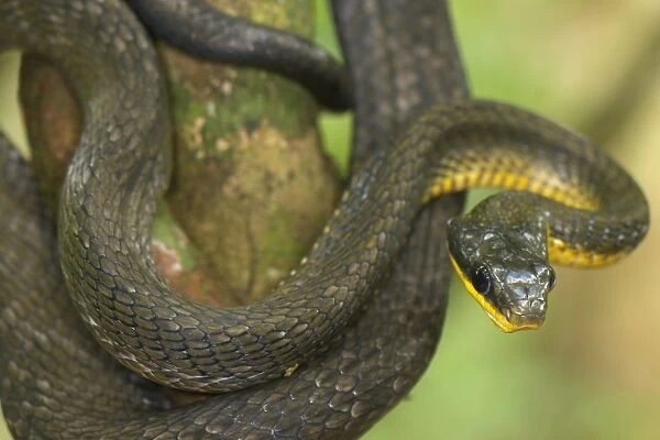 Olive Whipsnake (Chironius fuscus) adult, coiled on branch in tropical forest, Los Amigos Biological Station, Madre de Dios, Amazonia, Peru