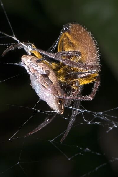 Orb-weaver Spider (Araneidae sp. ) adult female, feeding on Sheep Frog (Hamptophryne boliviana) caught in web, Los Amigos Biological Station, Madre de Dios, Amazonia, Peru