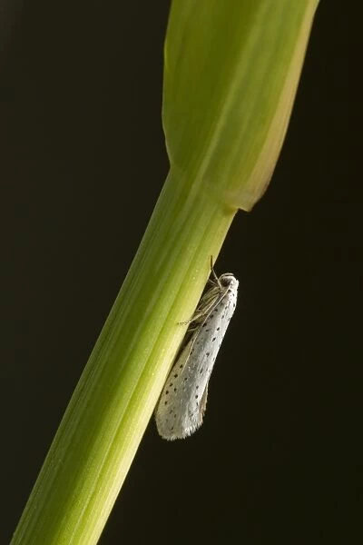 Orchard Ermine (Yponomeuta padella) adult, resting on grass, Sheffield, South Yorkshire, England, July
