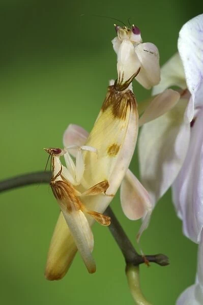 Orchid Mantis (Hymenopus coronatus) adult pair, mating, smaller male on back of larger female, Malaysia