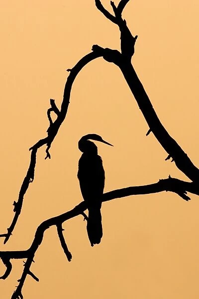 Oriental Darter (Anhinga melanogaster) perched on branch, silhouetted at sunset, Keoladeo Ghana N. P. (Bharatpur), Rajasthan, India