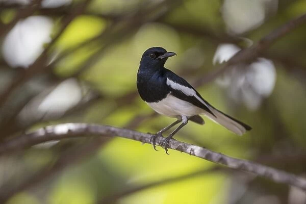 Oriental Magpie-robin (Copsychus saularis) adult male, perched on twig, Ranthambore N. P. Rajasthan, India, March