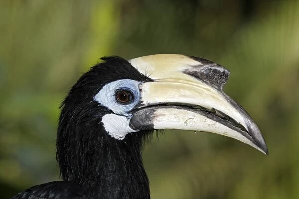Oriental Pied Hornbill (Anthracoceros albirostris) adult female, close-up of head, Indonesia, march