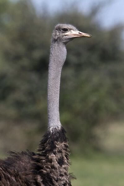 The Ostrich, (Struthio camelus), is a large flightless bird native to Africa