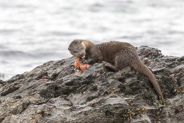 Otter eating lumpsucker fish at low tide on a rock, Isle of Jura, Scotland