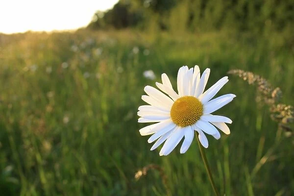 Ox-eye Daisy (Leucanthemum vulgare) flowering, growing in permanent set-a-aside, in late evening sunshine, Bacton, Suffolk, England, may