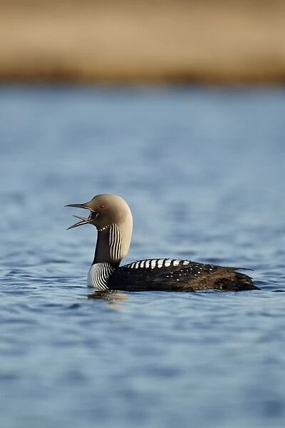 Pacific Diver (Gavia pacifica) adult, breeding plumage, calling on water, Nunavut, Canada, July