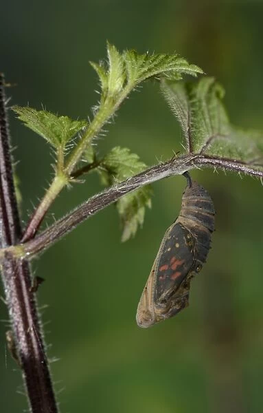 Painted Lady (Vanessa cardui) pupa, about to hatch, hanging from stinging nettle leaf, Oxfordshire, England, July