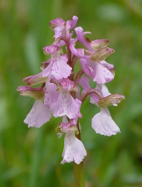 Painted Orchid (Orchis picta) close-up of flowerspike, Corsica, France, April