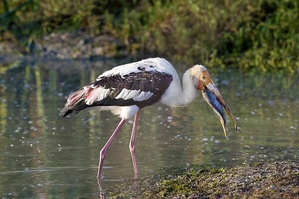 Painted Stork (Mycteria leucocephala) adult, with fish prey in beak, walking in shallow water, Bundala N. P