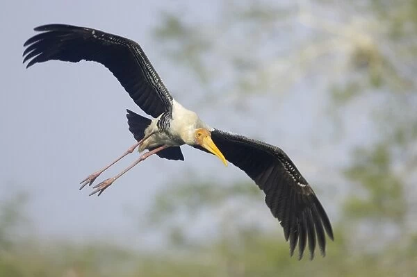 Painted Stork (Mycteria leucocephala) adult, in flight, Keoladeo Ghana N. P. (Bharatpur), Rajasthan, India