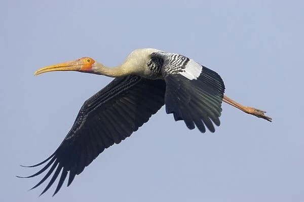 Painted Stork (Mycteria leucocephala) adult, in flight, Keoladeo Ghana N. P. (Bharatpur), Rajasthan, India