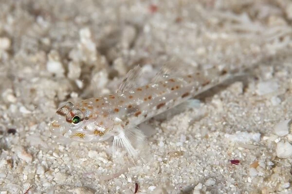 Pale Sandgoby (Fusigobius pallidus) adult, resting on sand, Otdina Reef, Dampier Straits