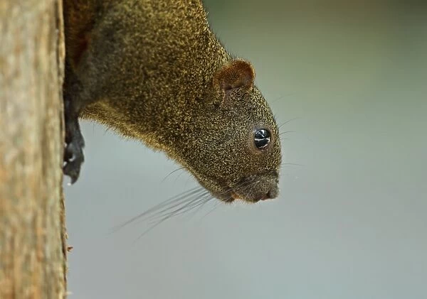 Pallass Squirrel (Callosciurus erythraeus) adult, close-up of head, descending tree trunk, Taipei, Taiwan, April