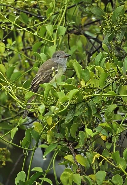 Panamanian Flycatcher (Myiarchus panamensis panamensis) adult, perched on fruiting tree, Chagres River, Panama