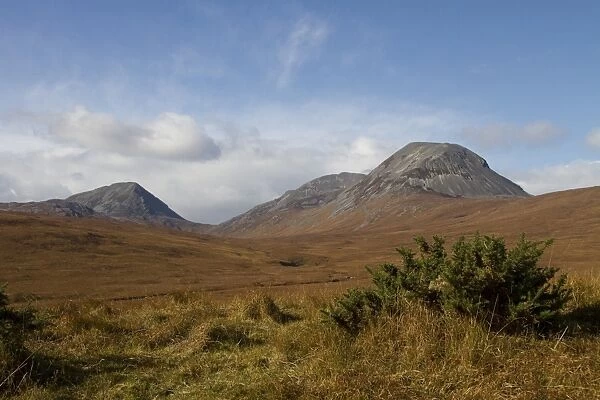 The paps of Jura with gorse bush in forground