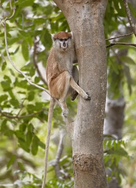 Patas Monkey (Eythrocebus patas) adult female, sitting in tree, near Toubacouta, Senegal, january