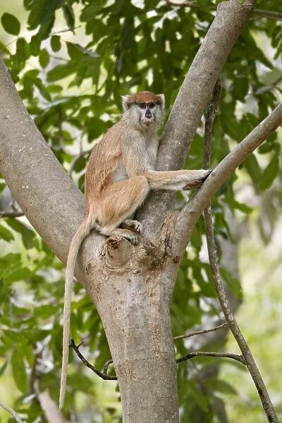 Patas Monkey (Eythrocebus patas) adult female, sitting in tree, near Toubacouta, Senegal, january