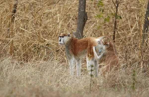 Patas Monkey (Eythrocebus patas) adult male, being groomed by adult female, near Toubacouta, Senegal, january