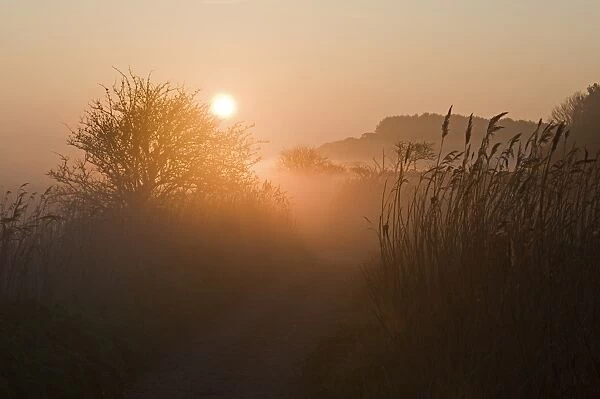 Path on edge of reedbed at dawn, Cley Marshes Reserve, Cley-next-the-sea, Norfolk, England, april