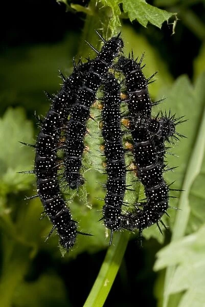 Peacock Butterfly (Inachis io) caterpillars, feeding on stinging nettle, France, August