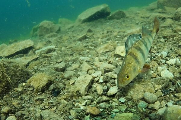 Perch (Perca fluviatilis) adult, swimming over stony lakebed in flooded former granite quarry, Stoney Cove