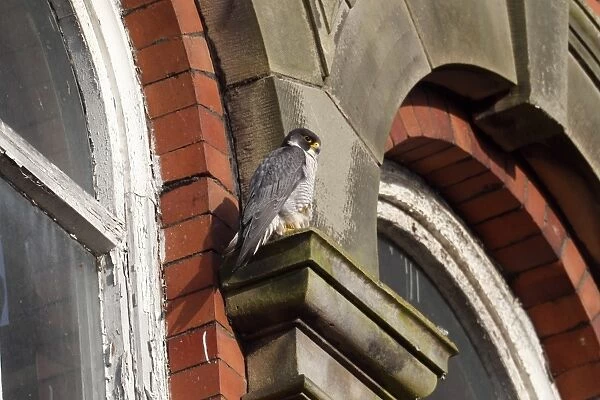 Peregrine Falcon (Falco peregrinus) adult, standing on ledge of building, Derbyshire, England, June