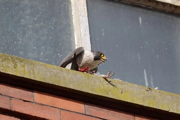 Peregrine Falcon (Falco peregrinus) adult, feeding on racing pigeon kill, on window ledge of building, Derbyshire
