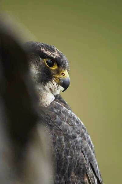 Peregrine Falcon (Falco peregrinus) immature, peering from cliff-face, Powys, Wales, January (captive)