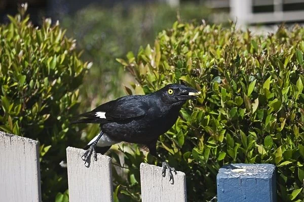 Pied Currawong (Strepera graculina) adult, feeding on scraps, perched on wooden fence, Queensland, Australia