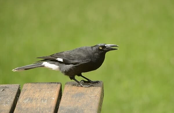 Pied Currawong (Strepera graculina) adult, standing on garden table, Victoria, Australia, November