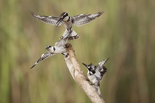 Pied Kingfisher (Ceryle rudis) three adult females, fighting on branch, Gambia, February